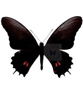 Papilionidae Papilio (Heraclides) isodorus tingo