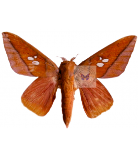 SATURNIIDAE6