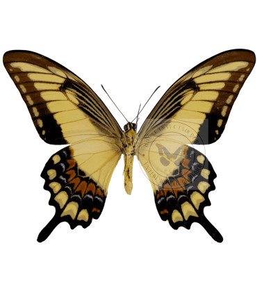 Papilionidae Papilio Astyalus Phanias