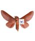 saturniidae 6