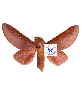 saturniidae 6