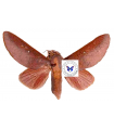 Almeidella approximans