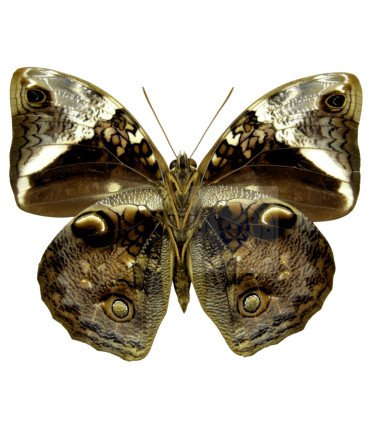 Brassolidae Opsiphanes Tamarindi Incolumis