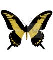 Papilio Astyalus Phanias A.1/A.1-