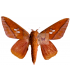 SATURNIIDAE6