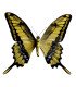 Papilionidae Papilio(Heraclides) thoas cinyras