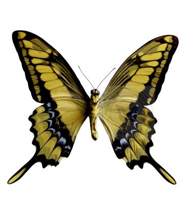 Papilionidae Papilio(Heraclides) thoas cinyras