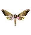 Adhemarius sexoculata