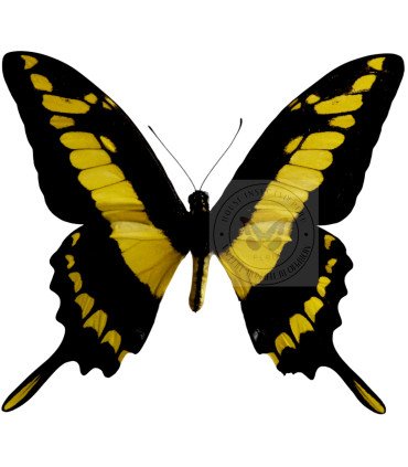 Papilionidae Papilio(Heraclides) thoas cinyras