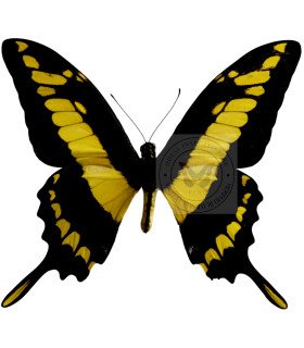 Papilionidae Papilio(Heraclides) thoas cinyras