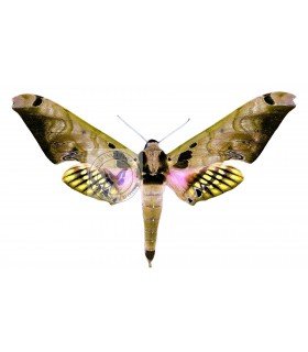 sphingidae