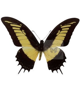 Papilionidae Papilio(Heraclides) androgeus