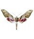 SPHINGIDAE
