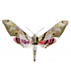 SPHINGIDAE