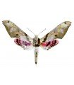 Adhemarius gannascus