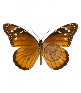 DANAIDAE