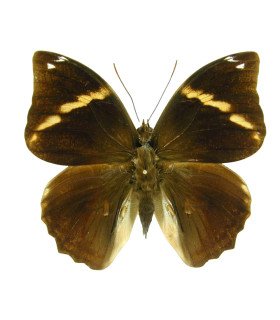 Brassolidae Opsiphanes Quiteria Quirinalis