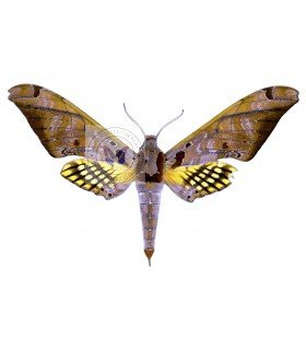 SPHINGIDAE