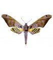 Adhemarius tigrina A.1/A.1-