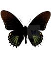 Papilio xanthopleura A.1/A.1-