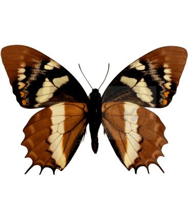 Papilionidae Pterourus (Papilio) cacicus inca