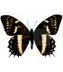 Papilionidae Pterourus (Papilio) cacicus inca