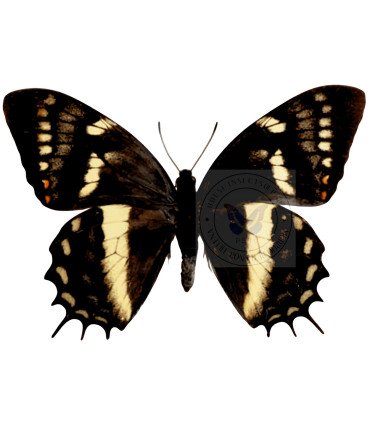 Papilionidae Pterourus (Papilio) cacicus inca