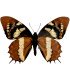 Papilionidae Pterourus (Papilio) cacicus inca