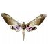 SPHINGIDAE