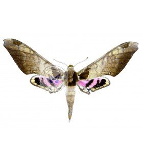 SPHINGIDAE