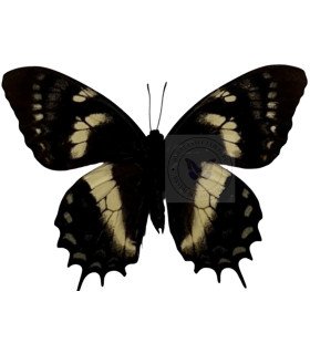 Papilionidae Pterourus (Papilio) cacicus inca