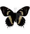 Papilio cacicus inca A.1/A.1-