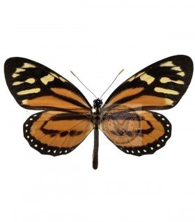 DANAIDAE