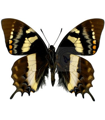Papilionidae Pterourus (Papilio) cacicus mendozaensis