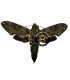 SPHINGIDAE