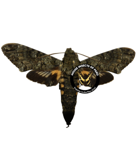 SPHINGIDAE