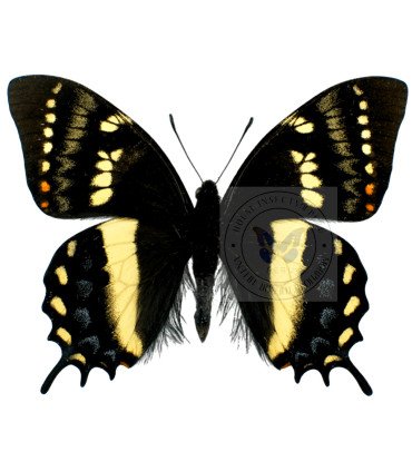 Papilionidae Pterourus (Papilio) cacicus mendozaensis