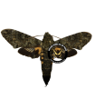 Cocytius duponchel A.1/A.1-