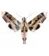 SPHINGIDAE