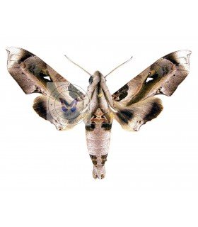 SPHINGIDAE