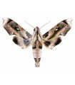 Madoryx plutonius dentatus