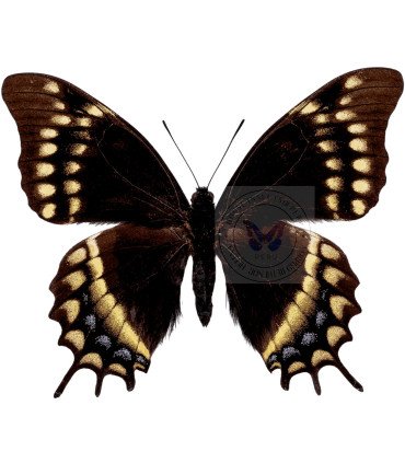 Papilionidae Pterourus (Papilio) warscewiczi jelskii