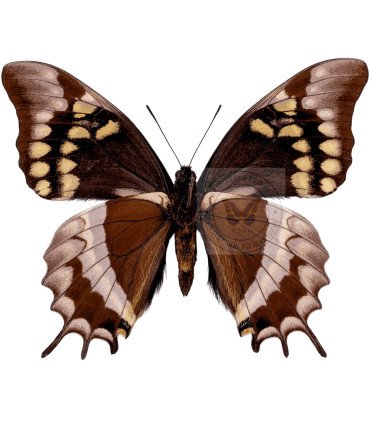 Papilionidae Pterourus (Papilio) warscewiczi jelskii