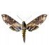 SPHINGIDAE