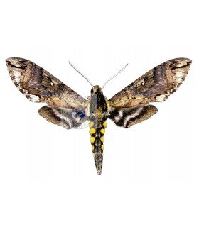 SPHINGIDAE