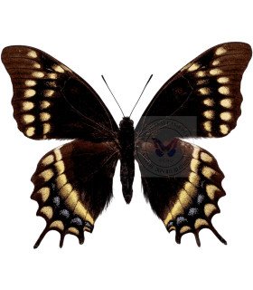 Papilionidae Pterourus (Papilio) warscewiczi jelskii