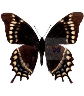 Papilionidae Pterourus (Papilio) warscewiczi