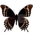 Papilio warscewiczi mercedes