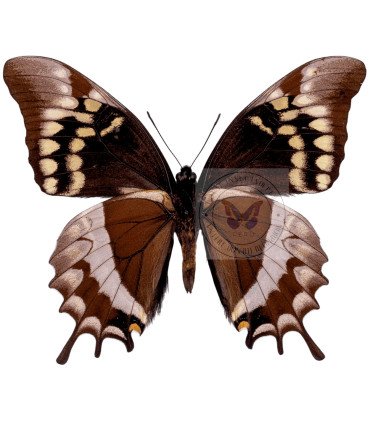 Papilionidae Pterourus (Papilio) warscewiczi