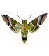 SPHINGIDAE